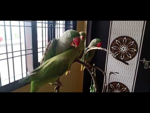 Talking Parrot Teaching ll Aaj Ghyan Diya Ja Raha Hai 😂