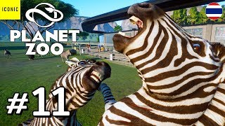 ม้าลายเซ็งแย่งเป็นจ่า - Planet Zoo #11