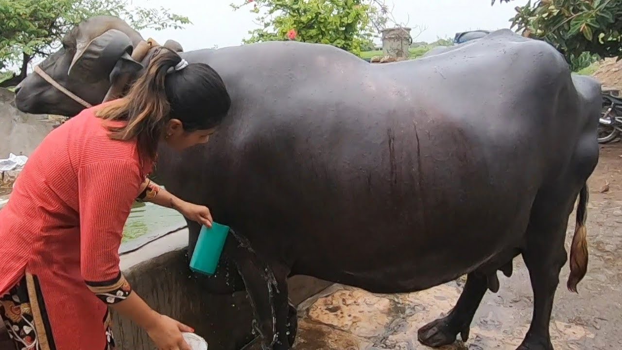 Buffalos cleaning time YouTube