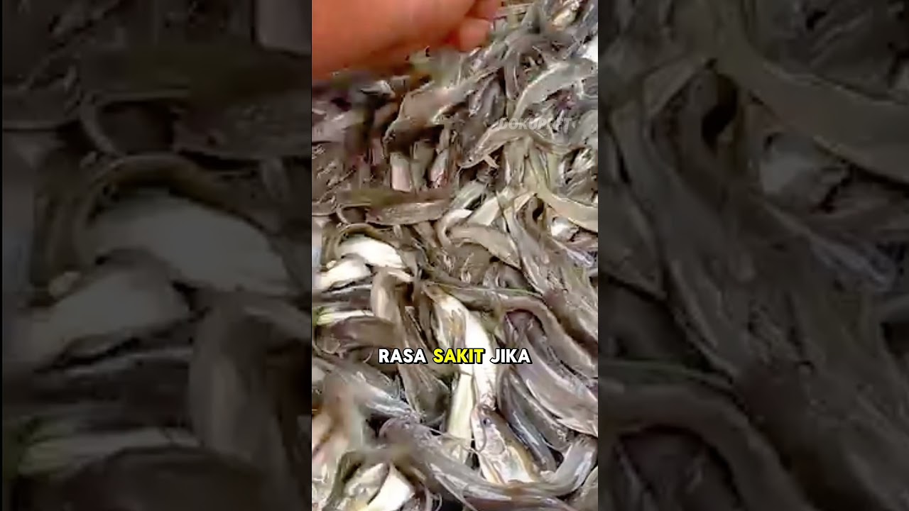 fakta singkat tentang ikan lundu atau keting 