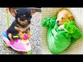 Baby Dogs - Cute and Funny Dog Videos Compilation #17 | Aww Animals