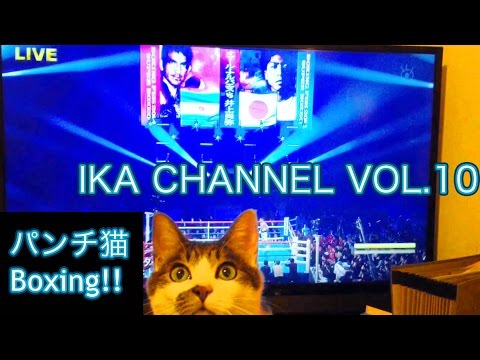 Boxing Cat. 戦うボクシング猫。おめでとう井上尚弥 !! ＷＢＯ世界スーパーフライ級タイトルマッチでイカも戦う [IKA THE CAT / イカチャンネル vol.10]