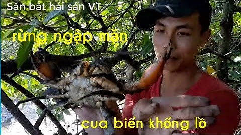 Bắt Cua Biển Khổng Lồ Tại Rừng Đước Vũng Tàu - Gặp Hang Cua Siêu To Và Cái Kết