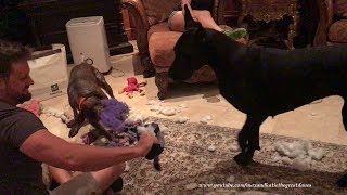 Party Animal GSP Pointer Destuffs Great Danes' Minion Toy Party Animal GSP Pointer Destuffs Great Danes' Minion Toy