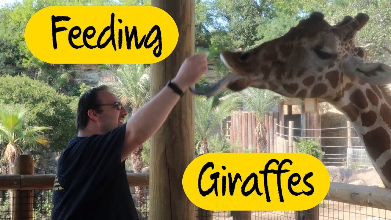 Tour of the San Antonio Zoo part 3: feeding giraffes - YouTube