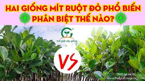 Điểm danh hai giống Mít ruột đỏ phổ biến và cách phân biệt❤0845664499❤Thế Giới Cây Giống Cai Lậy