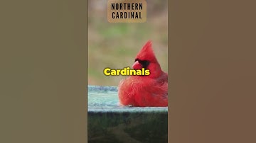 cardinal, bird You Should Look for, backyard bird information