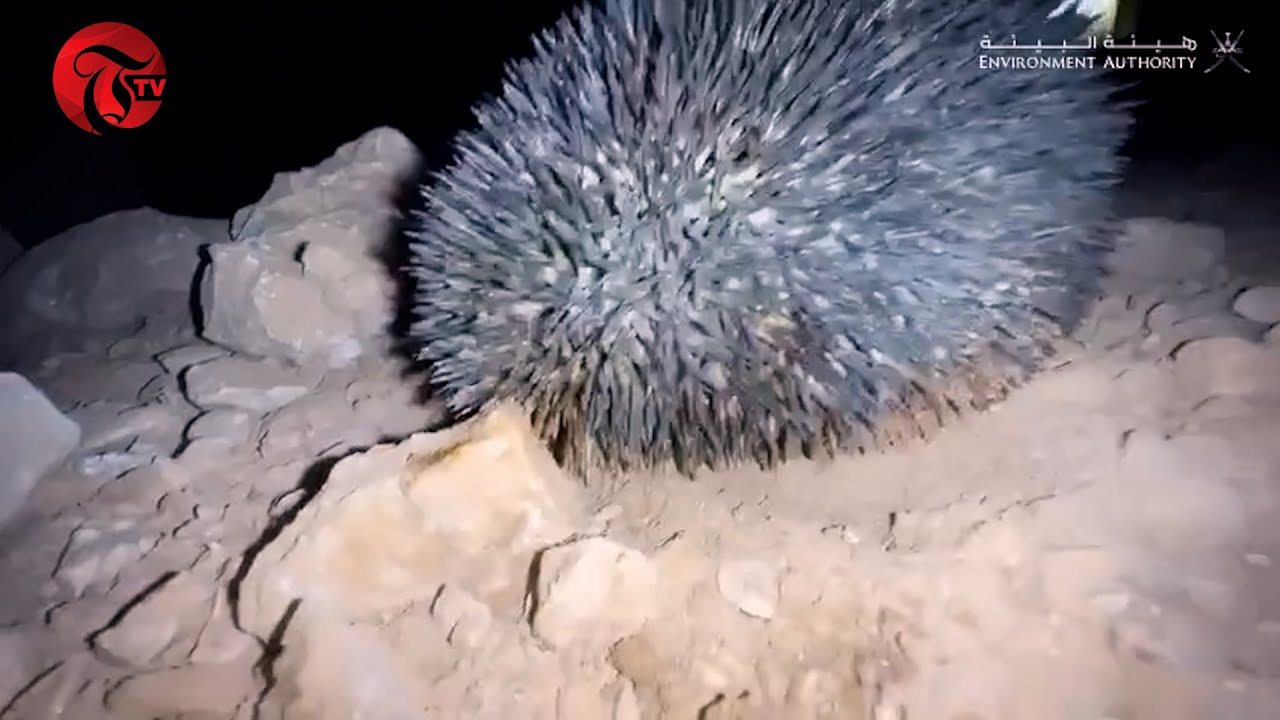 FASCINATING: Paraechinus Hypomelas Niger defends himself from danger in Ras Al Shajar Nature Reserve
