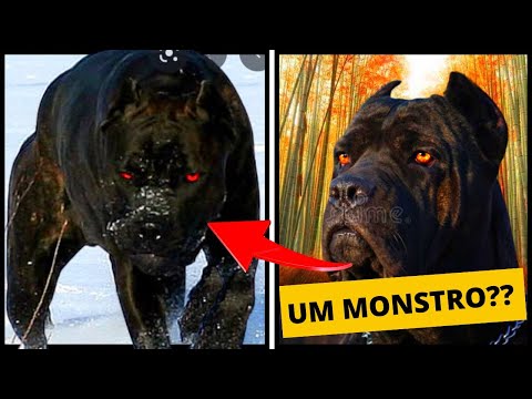 12 Fatos sobre o Cane Corso [O melhor cão de guarda do mundo??]