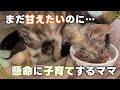 自分も甘えたいのに、一生懸命子育てするママ猫に感動…😭✨️【保護猫活動】