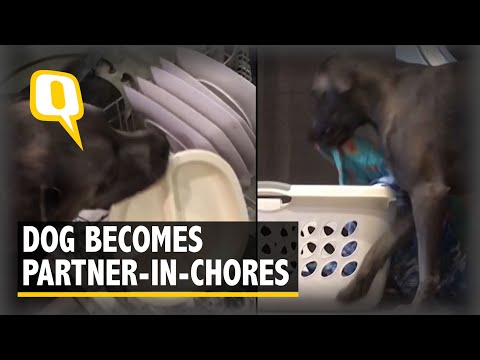 Dog Becomes Partner-In-Chores