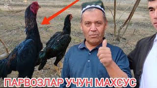 картинка: ТУ́РАКУ́РГОНЛИК ЭСКИ ПАРВОЗ ОБИДЖОН АКА ПАРВОЗЛАРГА ЯХШИ МАСЛАХАТ БЕРДИ ДАКАН ИШКИБОЗЛАРИ УЧУН 