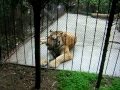 Тигр мяукает