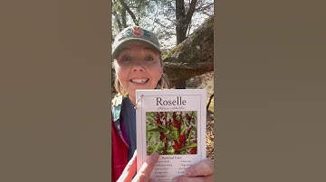 The herb of the day is Roselle. www.justdigitfarms.com