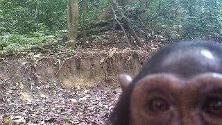 Inquisitive Chimpanzee Shows Interest In Camera Trap - Une Chimpanzée Découvre Une Caméra Piège