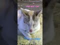 Cat behaving like dog  cat showing you tounge  comedy cat v