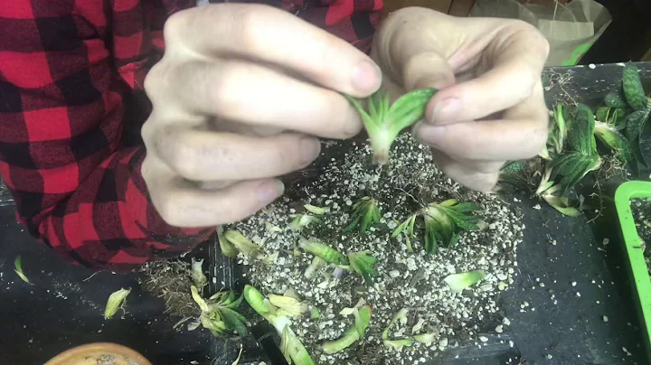 Repotting An Over Crowded Gasteria Minima