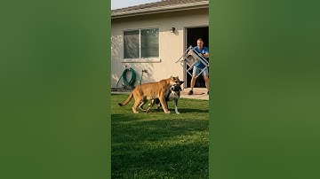 Epic Showdown: Homeowner Fights Puma to Save Pet