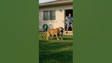 Epic Showdown: Homeowner Fights Puma to Save Pet