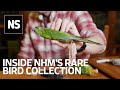 Auk eggs, Darwin&#39;s finches and a mummified falcon: Inside NHM&#39;s rare bird archive