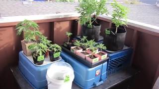MICKEY DORA , MAC HARDE & 1500 SUBS AT THE BIGKUSH GARDEN  LAT 33/ LONG 117