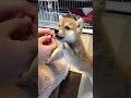æ¯ç£šãã¬ã ã«å€¢äžã§åè¶³ãäžãã£ã¡ããè±æŽ #shorts