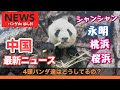 【NHK中国パンダ最新情報】シャンシャン
