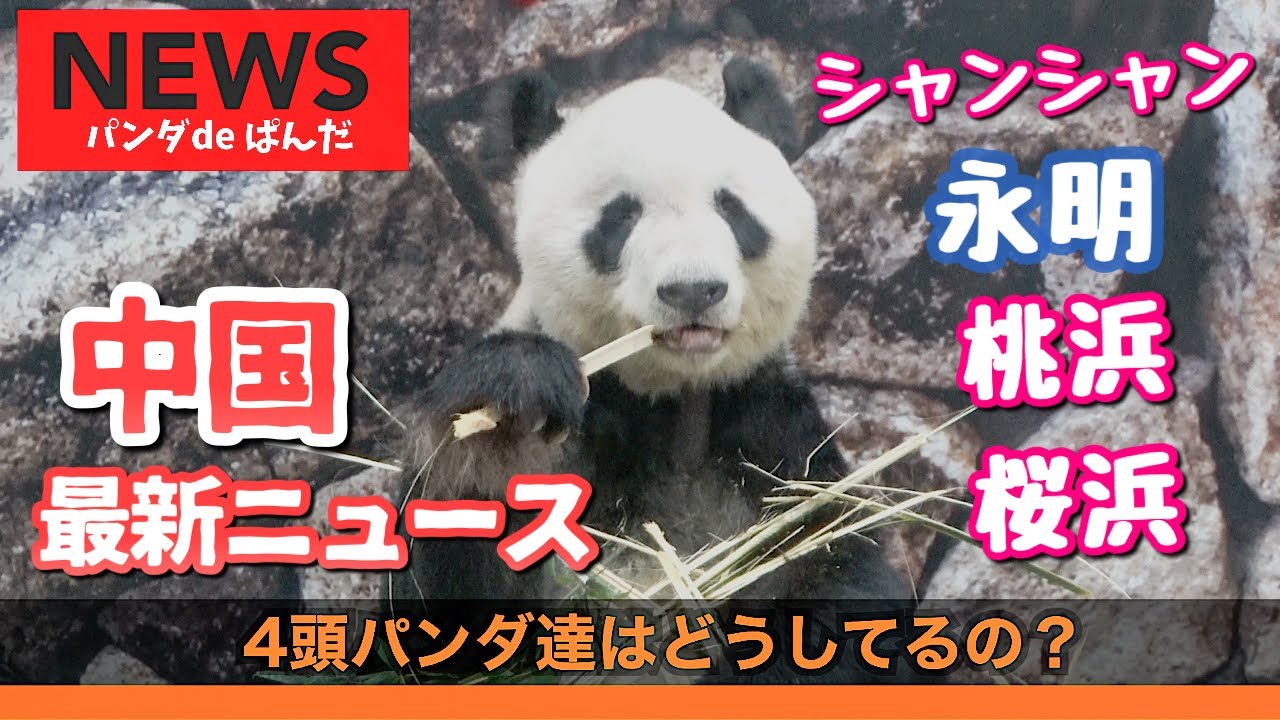 NHK中国パンダ最新情報】シャンシャン🐼永明 桃浜 桜浜🌸気になる現在