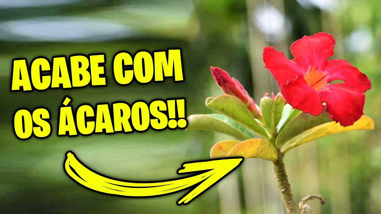 ELIMINE 100% dos ÁCAROS da sua Rosa do Deserto