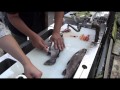 釣ったら食う☆ニジマスのさばき方 ( 3枚おろし )