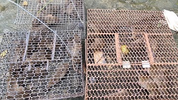 Bẫy Chuột Đồng Gặp Mưa To Trúng Mánh Hốt Trọn Ổ Chuột Cuối Mùa | Linh Đức Huệ Vlog