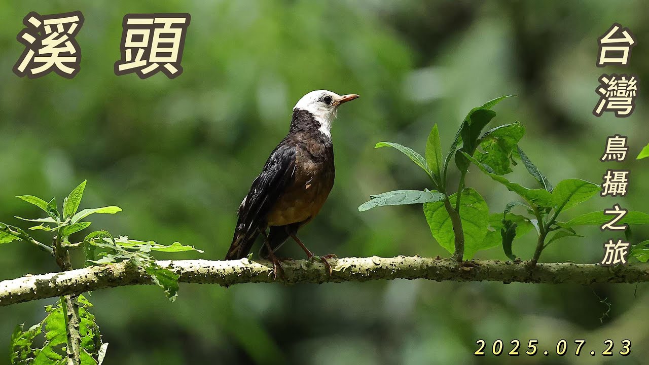 2025.07.23 溪頭