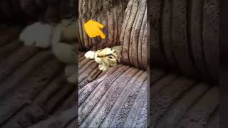 cat videos ‼️a cute antics of beloved cats #cat #kucingviral