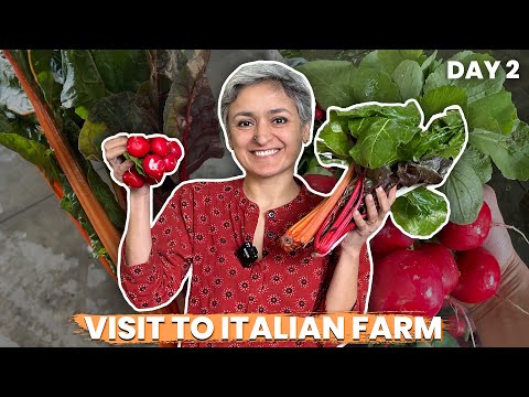 My ITALIAN ADVENTURE  Visit to the Italian farm and a delicious meal DAY 2