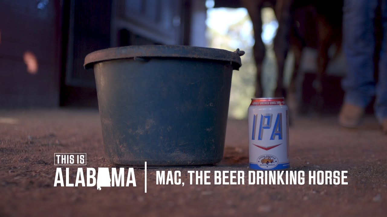 Mac, the Beer Drinking Horse This is Alabama YouTube