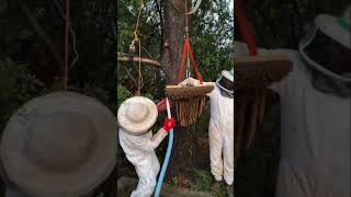 Ethical Removal of African Honey Bees From a Wine Barrel 🐝