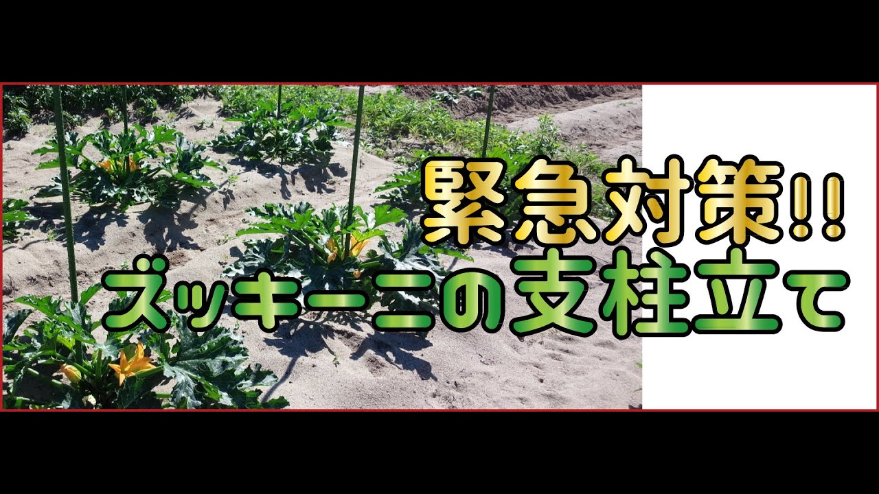 ズッキーニの栽培 手入れ 支柱の立て方 Youtube