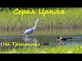 Серая Цапля на Тренькино