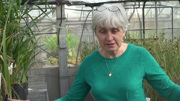 From Medicine to Plants: Peggy Lemaux | UC Berkeley | Berkeley Advanced Media Institute