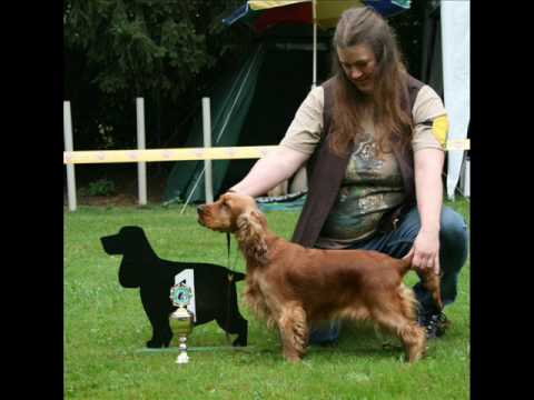 Abbadon's Brnwen "Brandy" - English Cocker Spaniel -