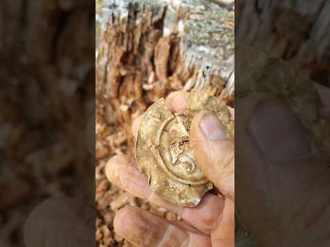 Video: A tree is an amazing treasure given to man by nature
