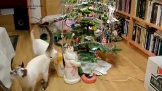Улётное видео! Как тайские коты и кошки Новый Год встретили! Тайские кошки - это чудо! Funny Cats Улётное видео! Как тайские коты и кошки Новый Год встретили! Тайские кошки - это чудо! Funny Cats