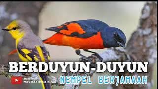 Suara Burung Mantenan Gunung Gacor Pikat MP3