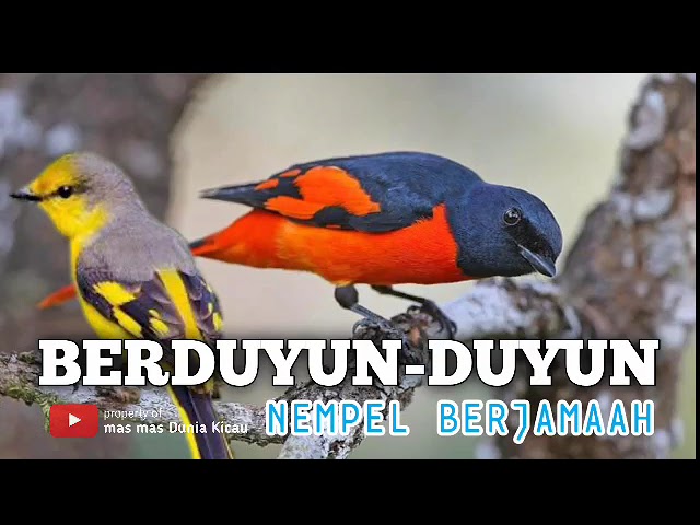 Suara Burung Mantenan Gunung Gacor Pikat MP3 class=