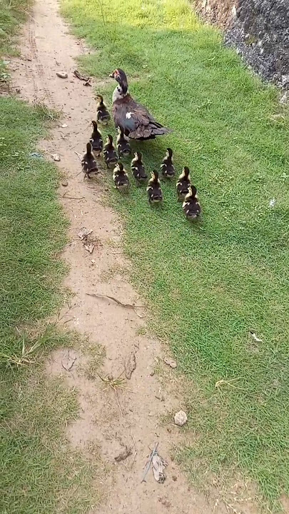 It looks like the mother duck is restless, why is that? 🤔🤔😇 #Animals #cuteanimals #ducks #baby ducks