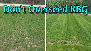 Quick Tip: Don't Overseed Your Kentucky Bluegrass