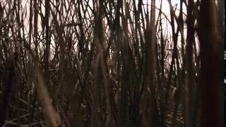 Neidon Laulu Hedningarna Cover - Jessica Hebert