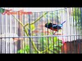 Kolibri Ninja Full Tembakan Isian Lovebird Cocok Buat Masteran Mp3 - Mp4 Download