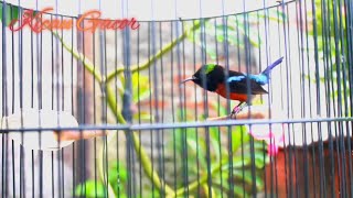 Kolibri ninja full tembakan isian lovebird | cocok buat masteran