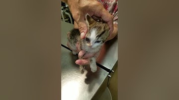 Double decker cuterebra removal on Lori the kitten.
